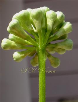  Pedunculate flower head